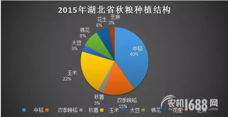 夏糧豐收后，秋糧種植新選擇 薯類作物的市場機遇與銷售策略